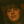 doglm